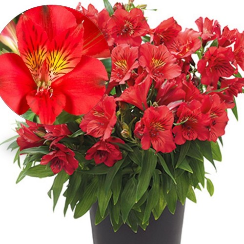 Alstromeria COLORITA 'Kate' - Inkaliilia COLORITA 'Kate'